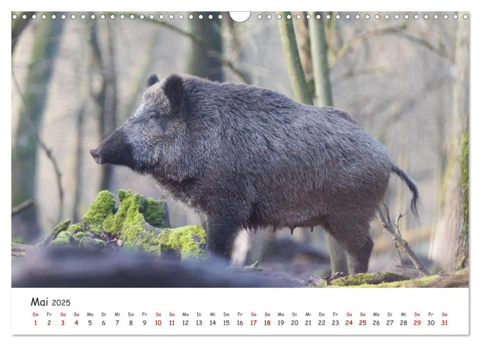 Säugetiere vor der Kamera (CALVENDO Wandkalender 2025)