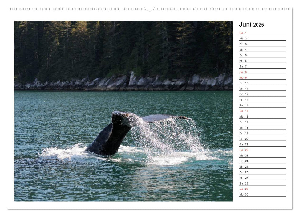 Alaskas Tierwelt - Artenvielfalt im hohen Norden (CALVENDO Wandkalender 2025)