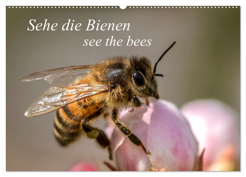 Sehe die Bienen (CALVENDO Wandkalender 2025)