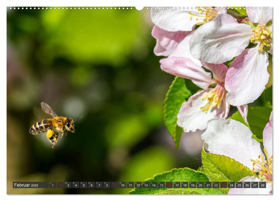 Sehe die Bienen (CALVENDO Wandkalender 2025)