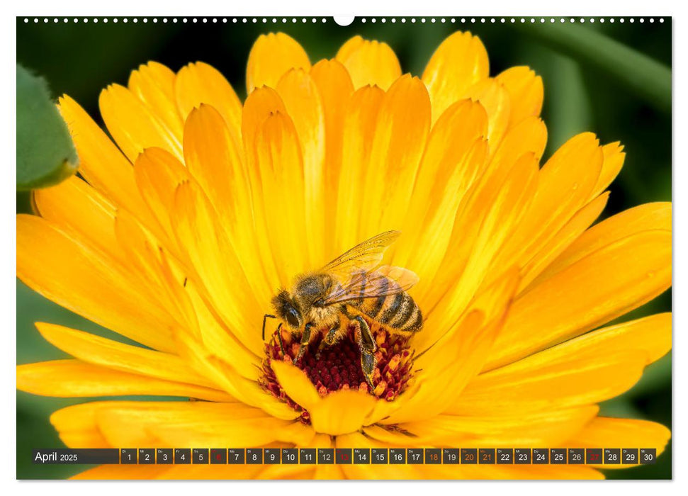 Sehe die Bienen (CALVENDO Wandkalender 2025)