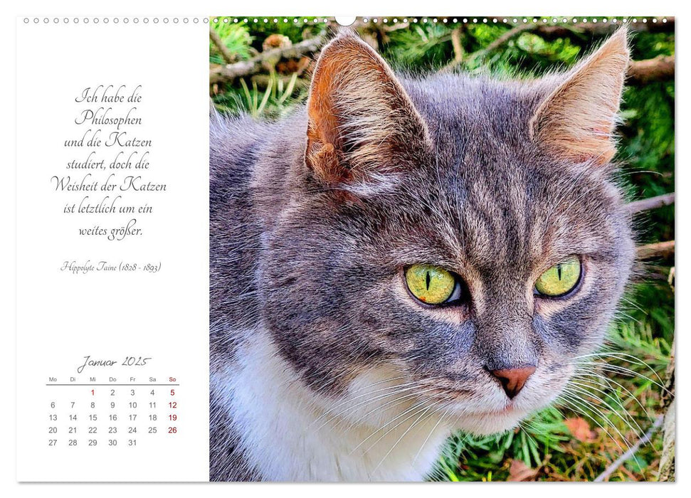 Catlovers - Ein Jahr voller Samtpfoten und charmanten Weisheiten (CALVENDO Premium Wandkalender 2025)