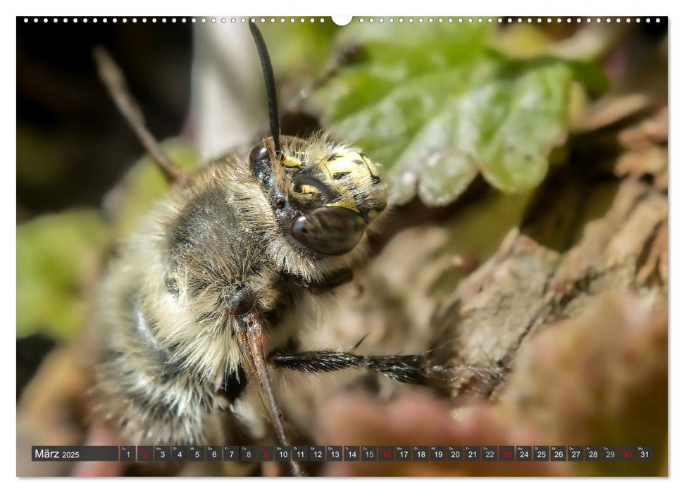 Sehe die Bienen (CALVENDO Premium Wandkalender 2025)