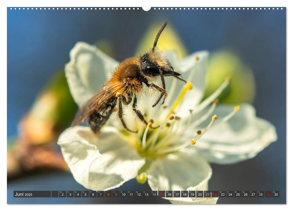 Sehe die Bienen (CALVENDO Premium Wandkalender 2025)