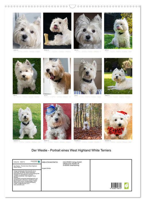 Der Westie - Portrait eines West Highland White Terriers (CALVENDO Wandkalender 2025)