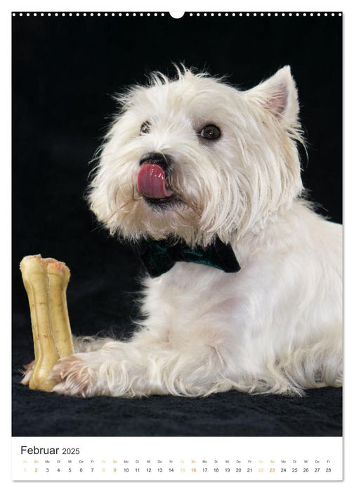 Le Westie - Portrait d'un West Highland White Terrier (Calendrier mural CALVENDO 2025) 