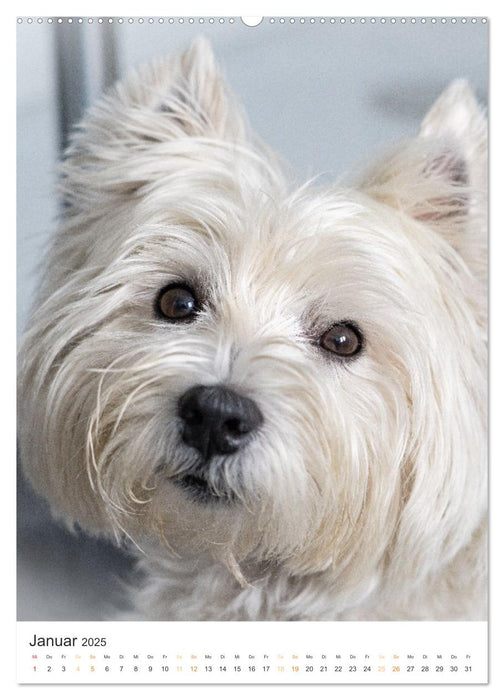 Le Westie – Portrait d'un West Highland White Terrier (Calvendo Premium Wall Calendar 2025) 