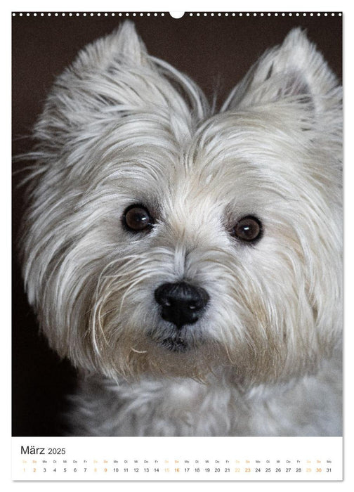 Le Westie – Portrait d'un West Highland White Terrier (Calvendo Premium Wall Calendar 2025) 