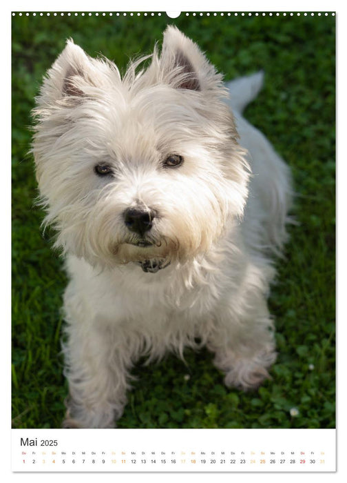Der Westie - Portrait eines West Highland White Terriers (CALVENDO Premium Wandkalender 2025)