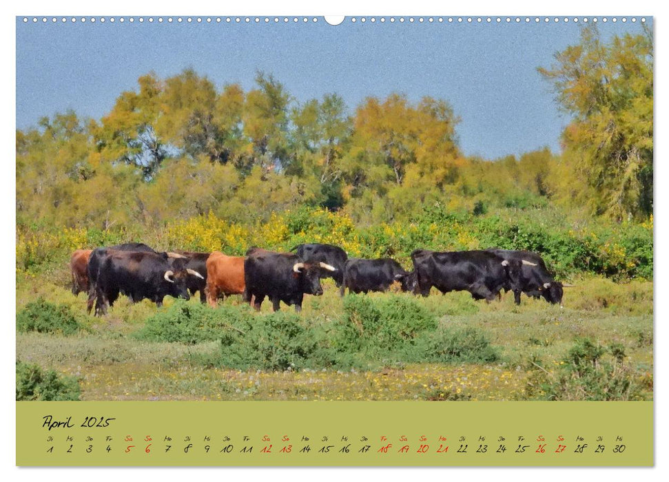 Wildes Südfrankreich (CALVENDO Premium Wandkalender 2025)