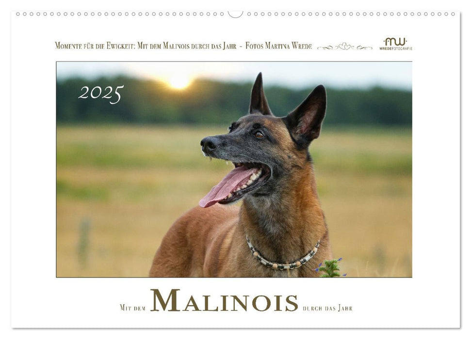 Mit dem Malinois durch das Jahr (CALVENDO Wandkalender 2025)