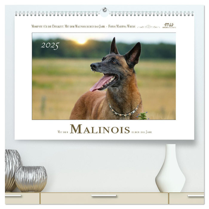 Mit dem Malinois durch das Jahr (CALVENDO Premium Wandkalender 2025)