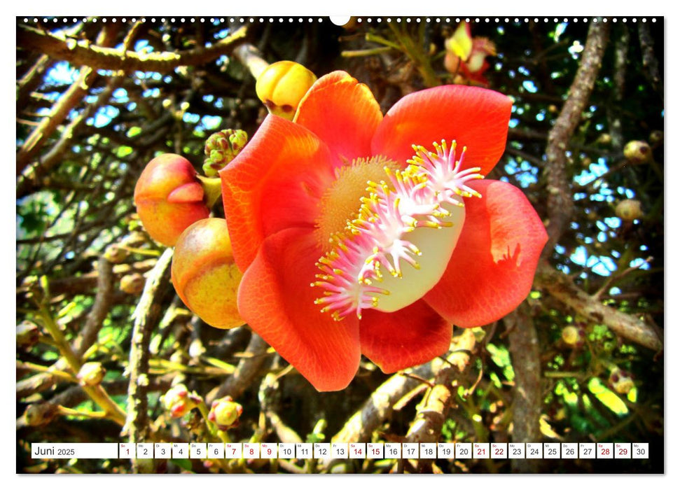 Naturjuwel Soroa - Ein Stück vom Paradies auf Kuba (CALVENDO Wandkalender 2025)