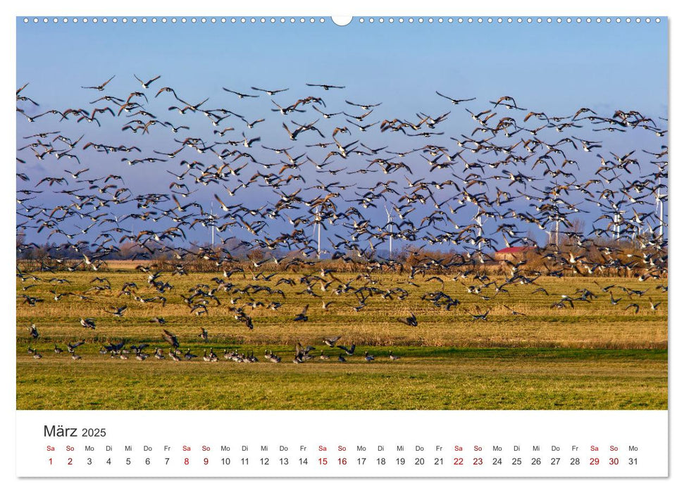 Schutzgebiet Wattenmeer (CALVENDO Premium Wandkalender 2025)