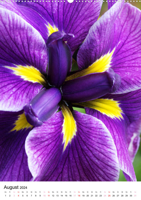 Blüten - Ein Fest der Formen und Farben (CALVENDO Wandkalender 2024)