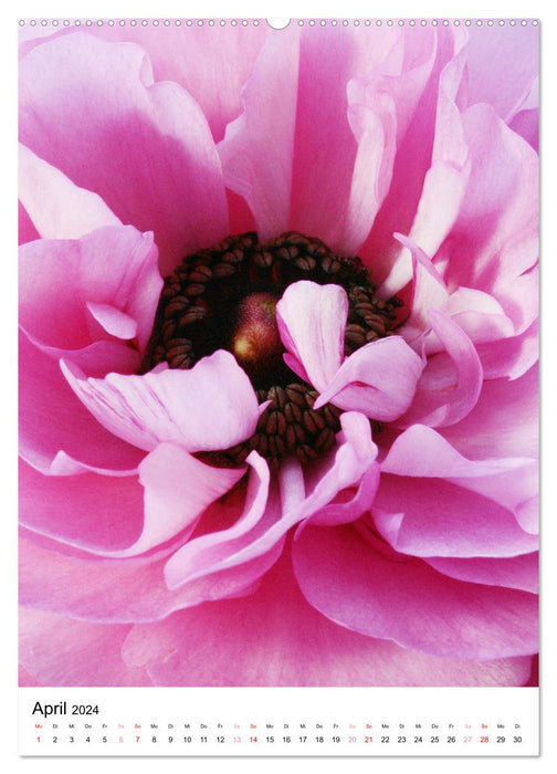 Blüten - Ein Fest der Formen und Farben (CALVENDO Premium Wandkalender 2024)