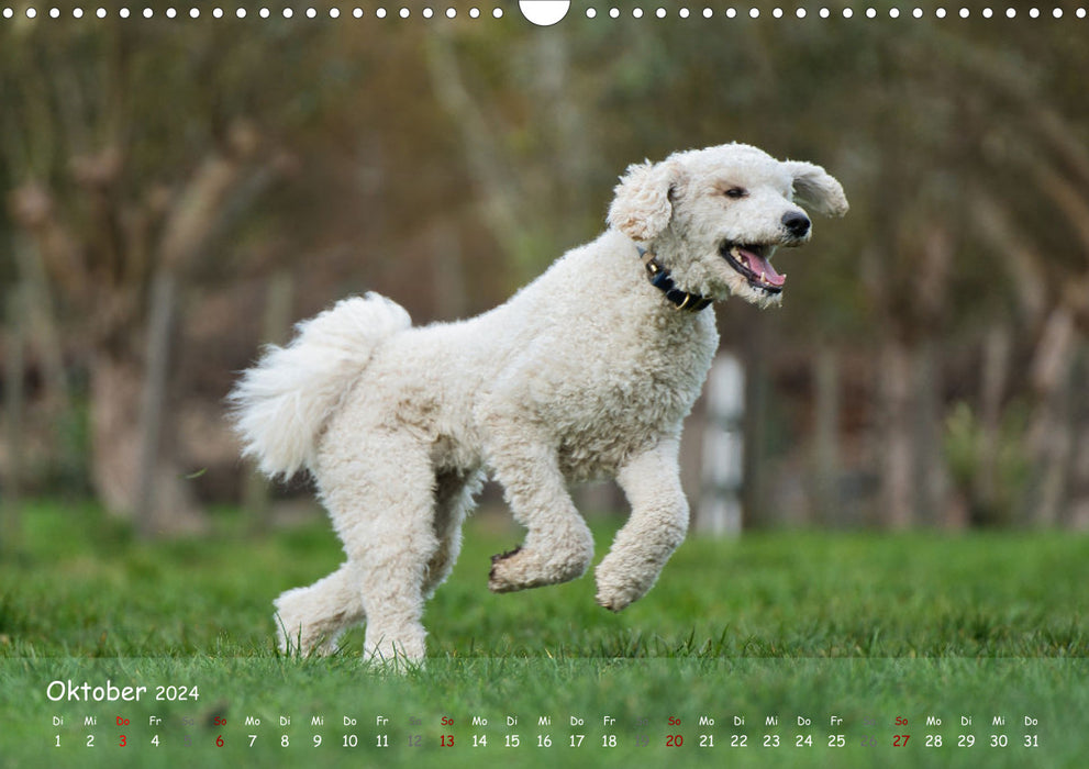 Happy dogs (CALVENDO wall calendar 2024) 