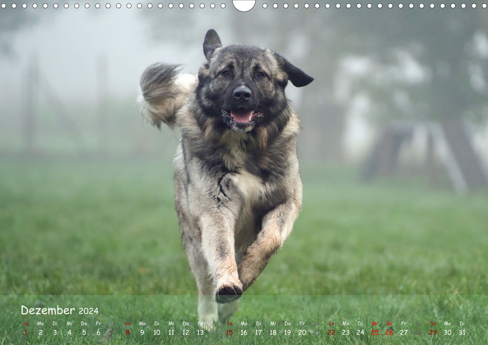 Happy dogs (CALVENDO wall calendar 2024) 