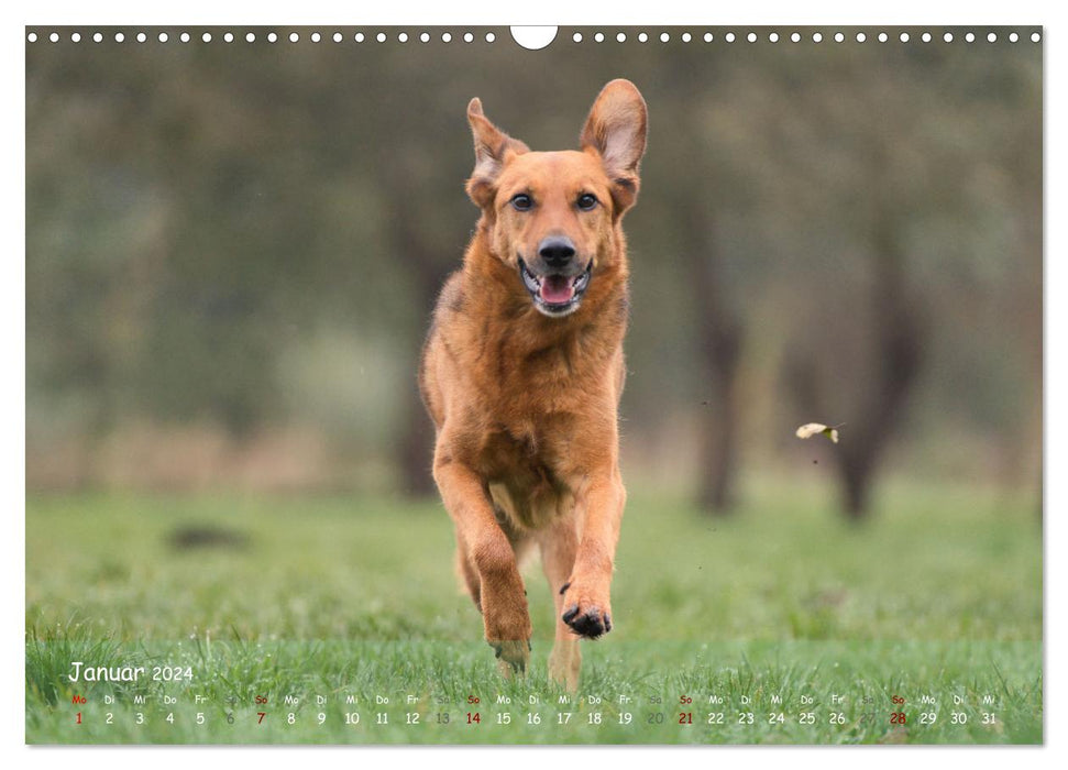 Happy dogs (CALVENDO wall calendar 2024) 