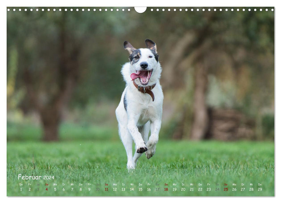 Happy dogs (CALVENDO wall calendar 2024) 