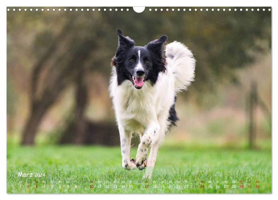 Chiens heureux (Calendrier mural CALVENDO 2024) 