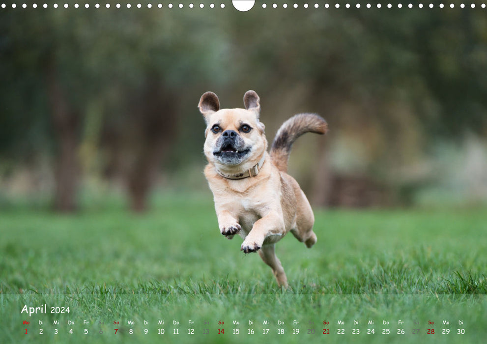 Fröhliche Hunde (CALVENDO Wandkalender 2024)