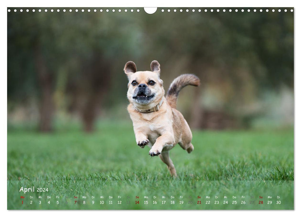 Happy dogs (CALVENDO wall calendar 2024) 