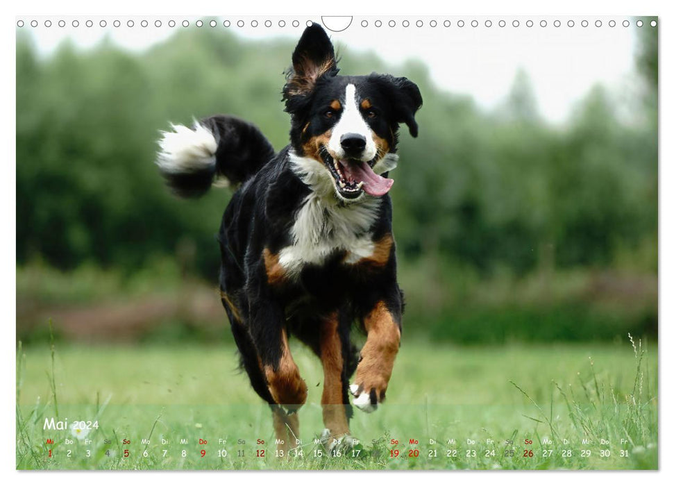 Happy dogs (CALVENDO wall calendar 2024) 