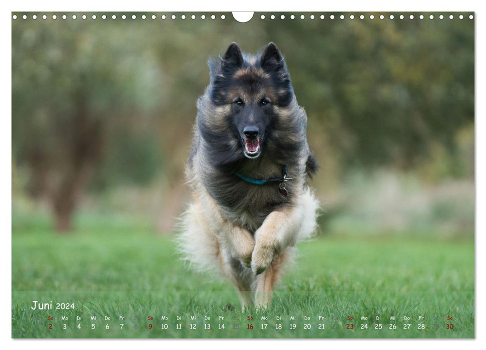 Happy dogs (CALVENDO wall calendar 2024) 