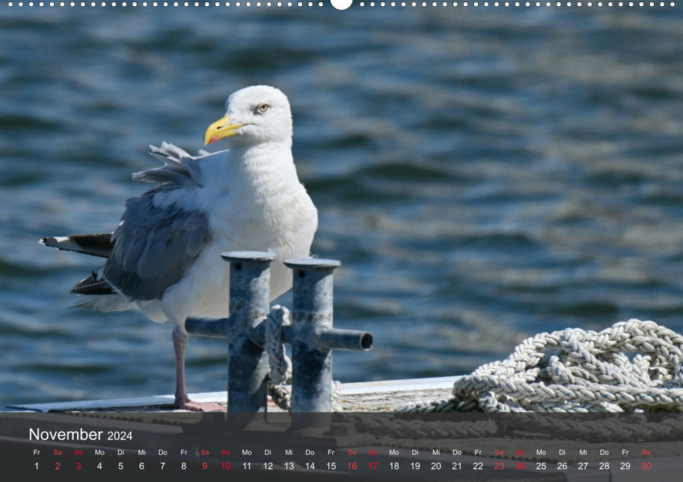 Beach and coast - seagulls (CALVENDO wall calendar 2024) 