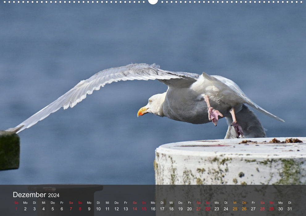 Beach and coast - seagulls (CALVENDO wall calendar 2024) 