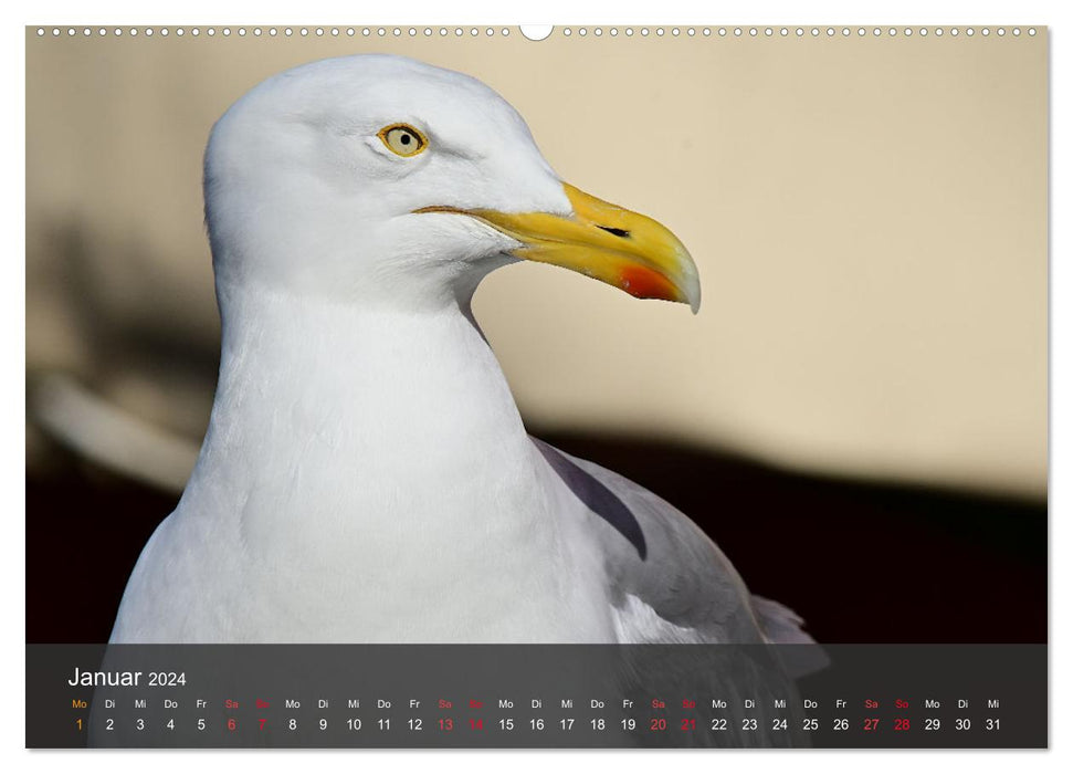 Beach and coast - seagulls (CALVENDO wall calendar 2024) 