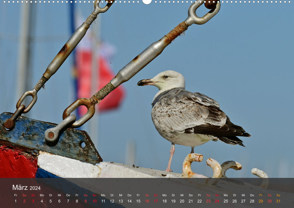 Beach and coast - seagulls (CALVENDO wall calendar 2024) 