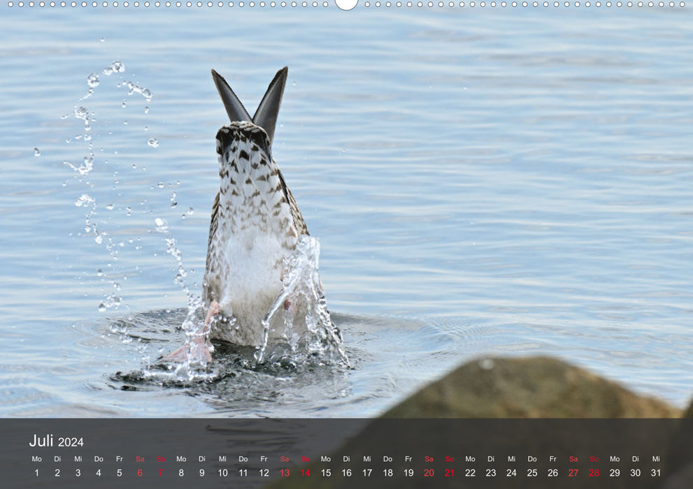 Beach and coast - seagulls (CALVENDO wall calendar 2024) 