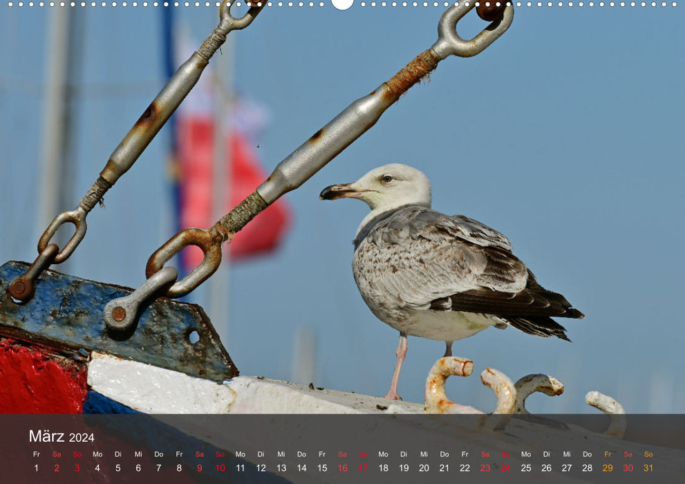 Plage et côte – Mouettes (Calvendo Premium Wall Calendar 2024) 