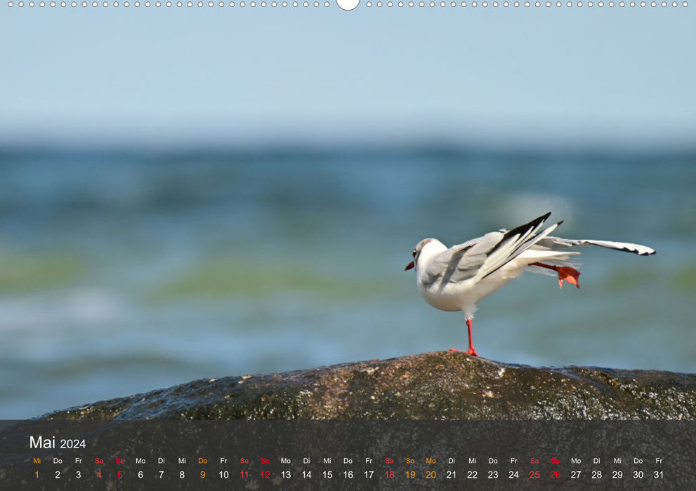 Plage et côte – Mouettes (Calvendo Premium Wall Calendar 2024) 