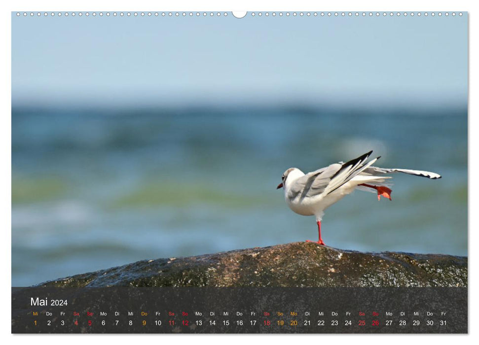 Strand und Küste - Möwen (CALVENDO Premium Wandkalender 2024)
