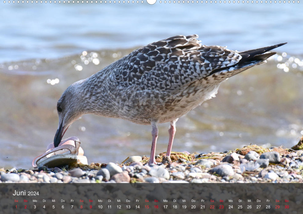 Beach and Coast - Seagulls (CALVENDO Premium Wall Calendar 2024) 