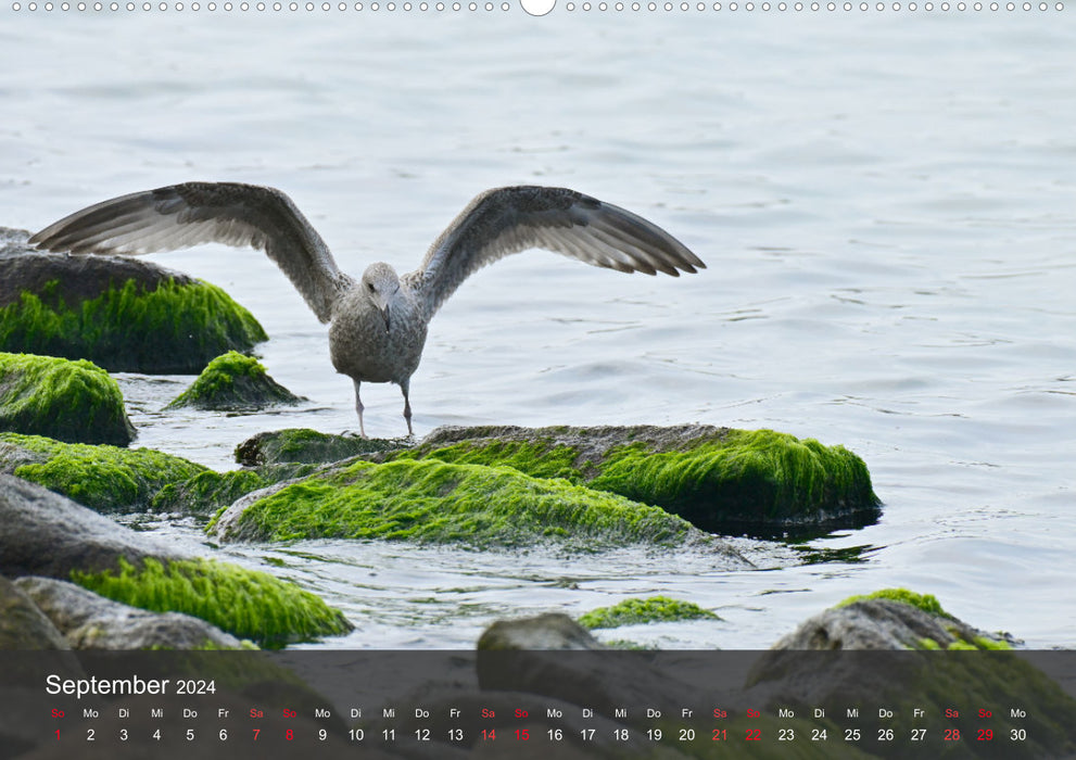 Beach and Coast - Seagulls (CALVENDO Premium Wall Calendar 2024) 