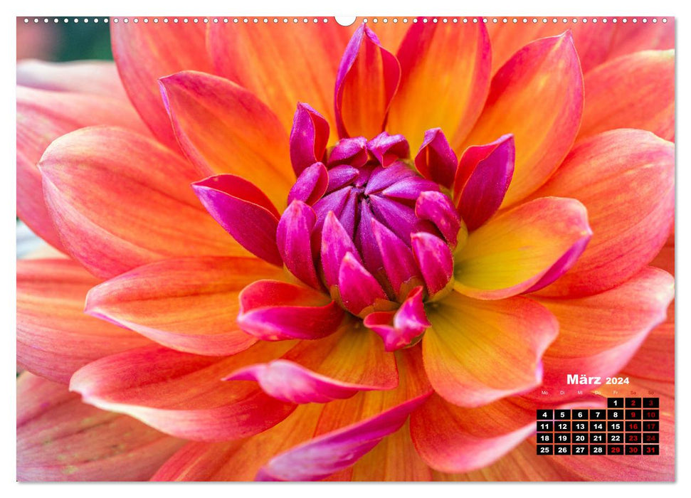 In the heart of the dahlia (CALVENDO wall calendar 2024) 