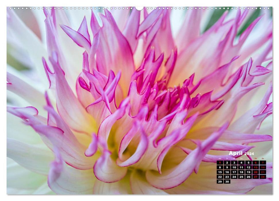 In the heart of the dahlia (CALVENDO wall calendar 2024) 