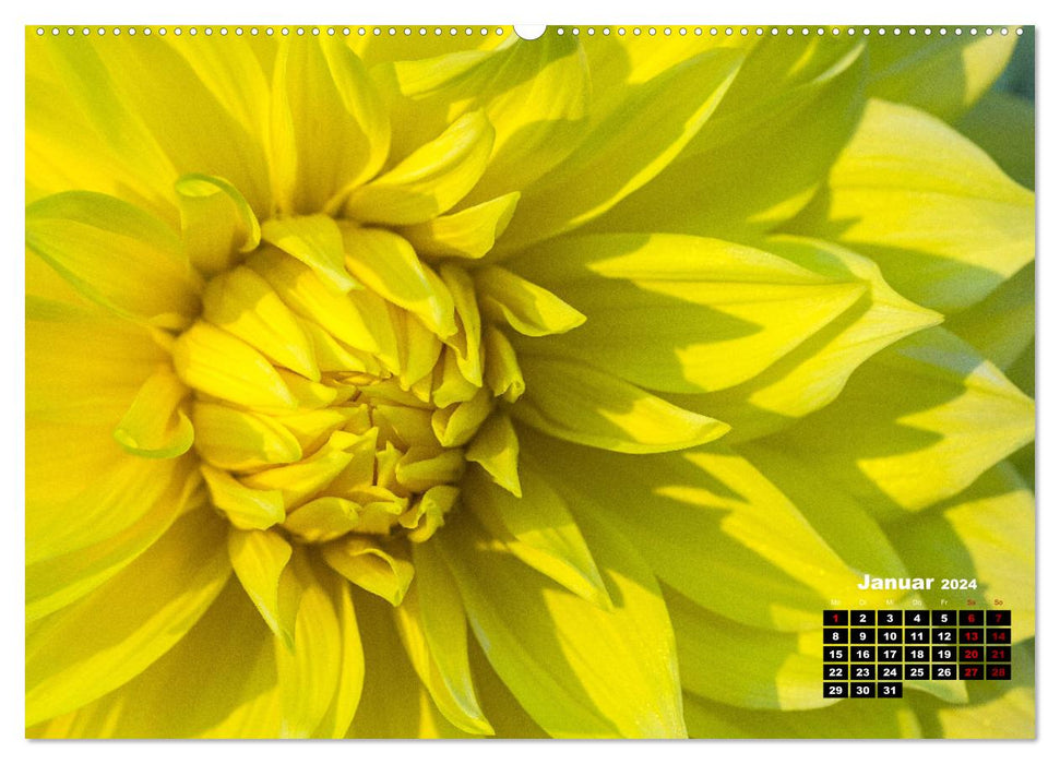 Au coeur du dahlia (Calendrier mural CALVENDO Premium 2024) 