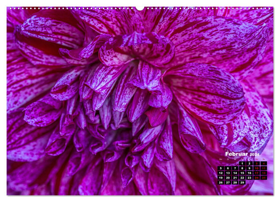 In the heart of the dahlia (CALVENDO Premium wall calendar 2024) 