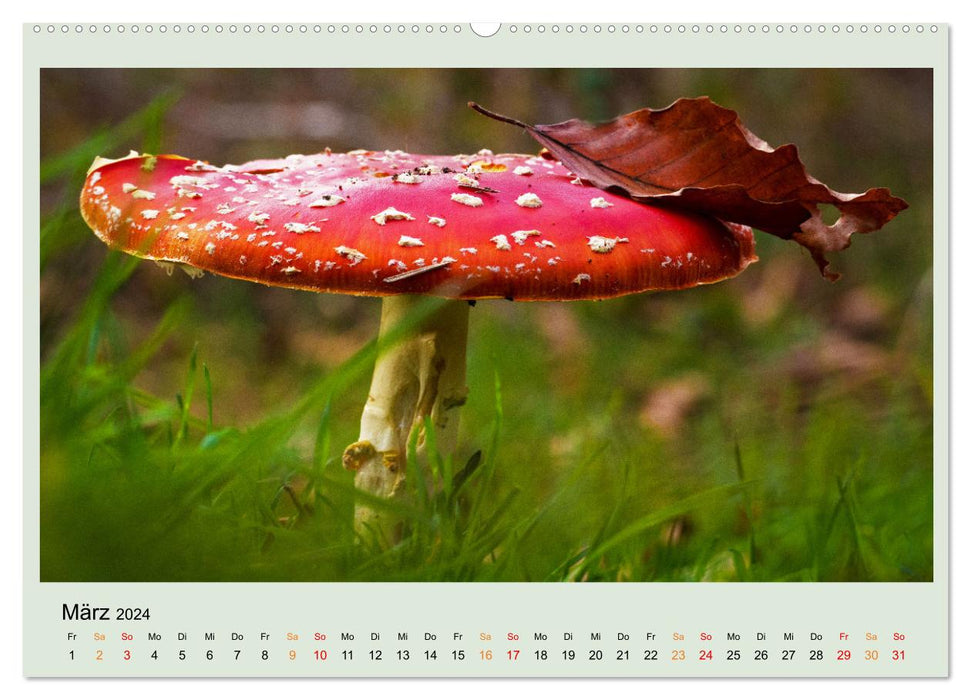 Im Fliegenpilz Rausch (CALVENDO Wandkalender 2024)