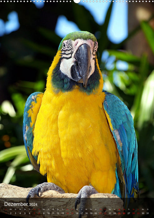 Papageien - exotische Schönheiten (CALVENDO Wandkalender 2024)