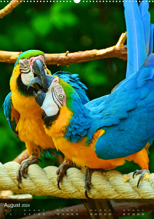 Papageien - exotische Schönheiten (CALVENDO Wandkalender 2024)
