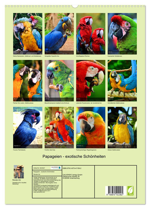 Parrots - exotic beauties (CALVENDO Premium Wall Calendar 2024) 