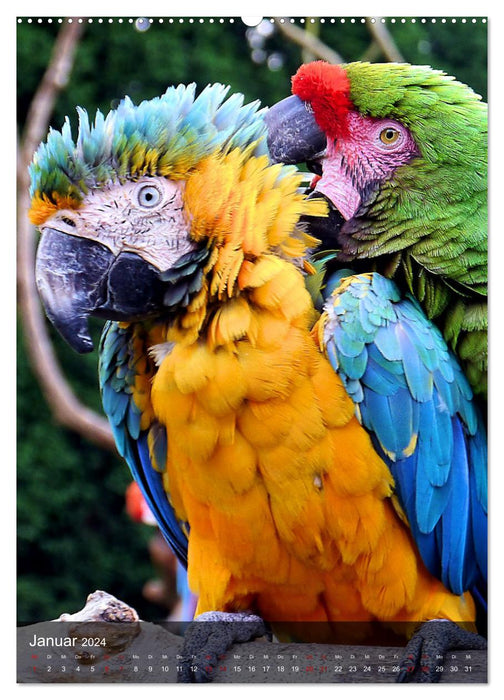 Parrots - exotic beauties (CALVENDO Premium Wall Calendar 2024) 