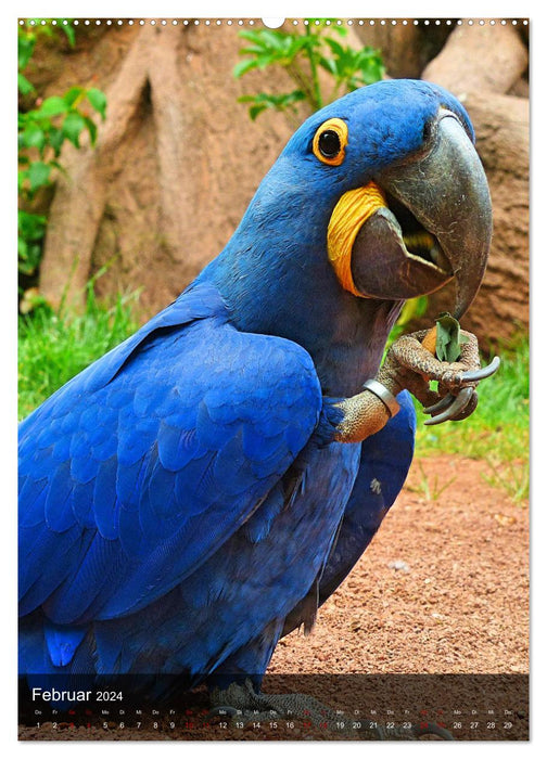 Parrots - exotic beauties (CALVENDO Premium Wall Calendar 2024) 