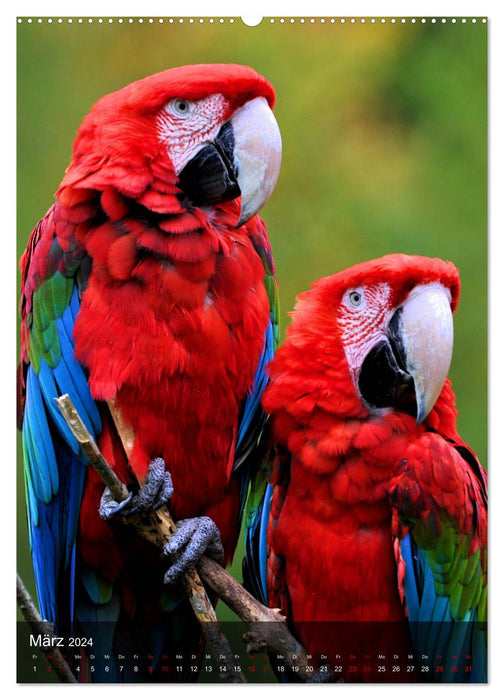 Parrots - exotic beauties (CALVENDO Premium Wall Calendar 2024) 